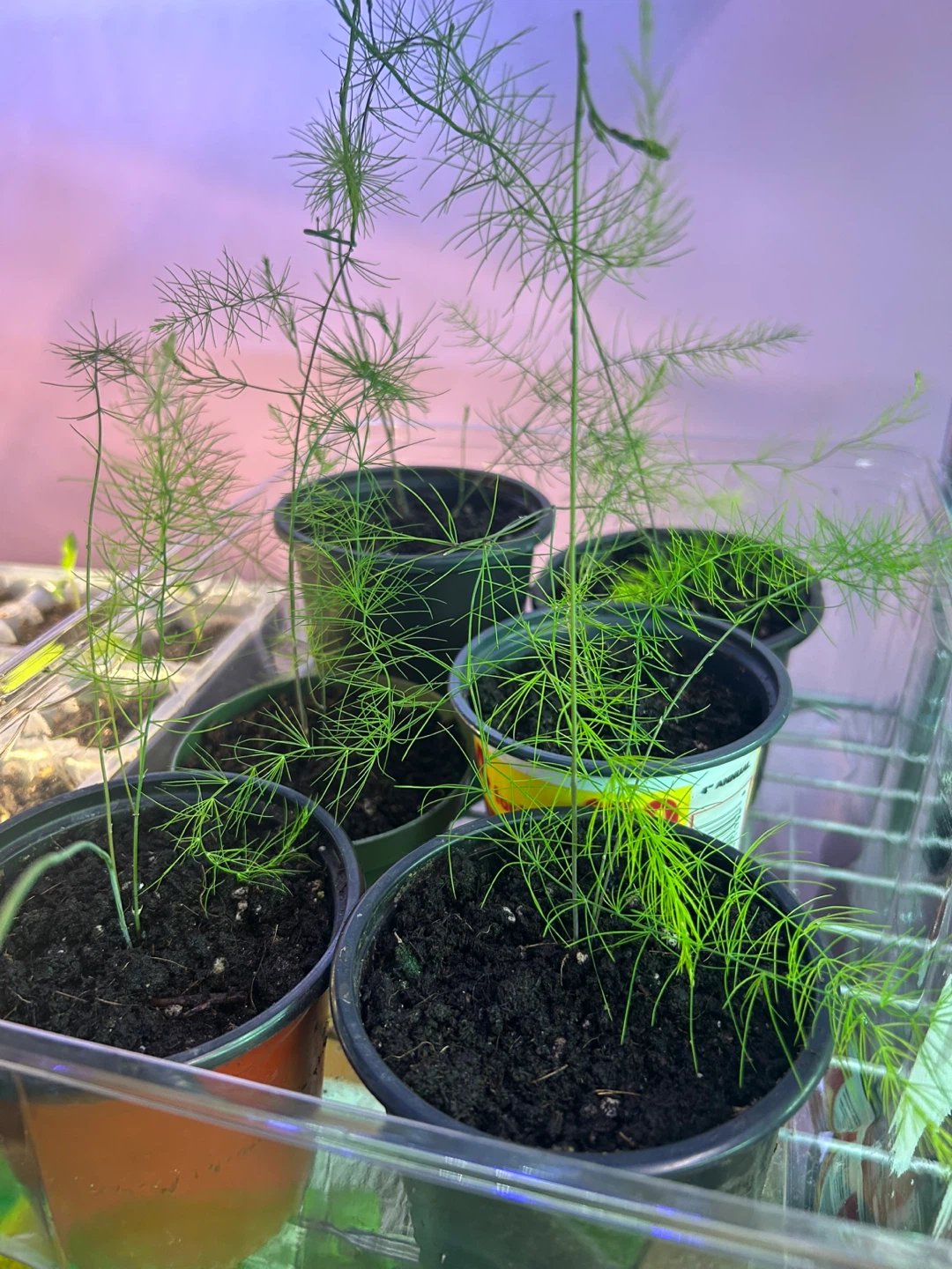 Asparagus seedlings 🌱 $8 each or 6 for $30