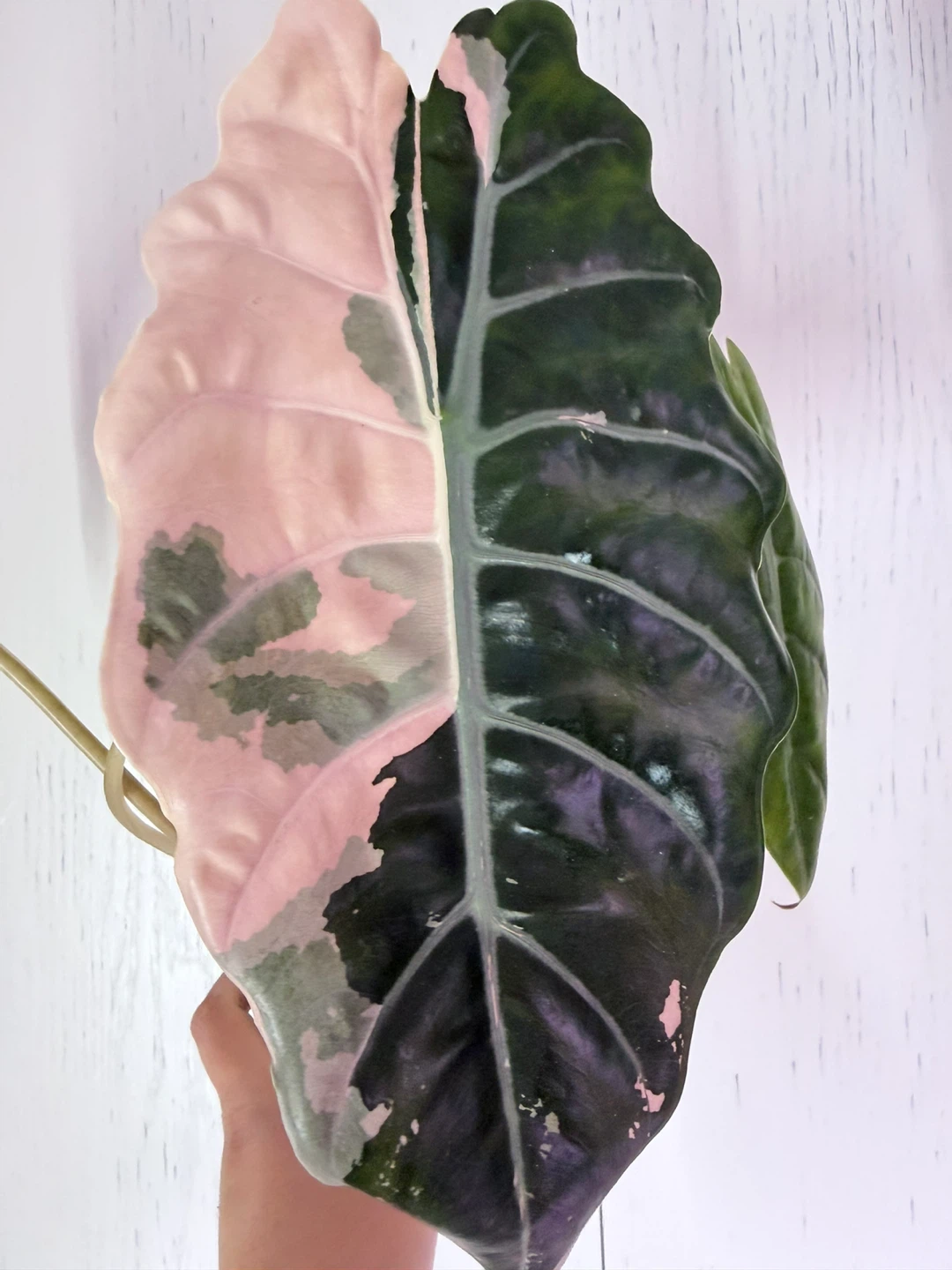 ALOCASIA CHANTRIERI CORM - photo 2