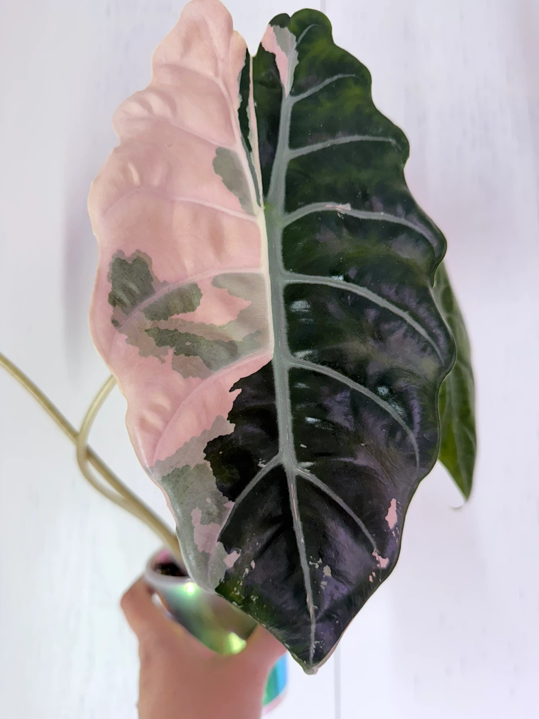 ALOCASIA CHANTRIERI CORM - photo 3