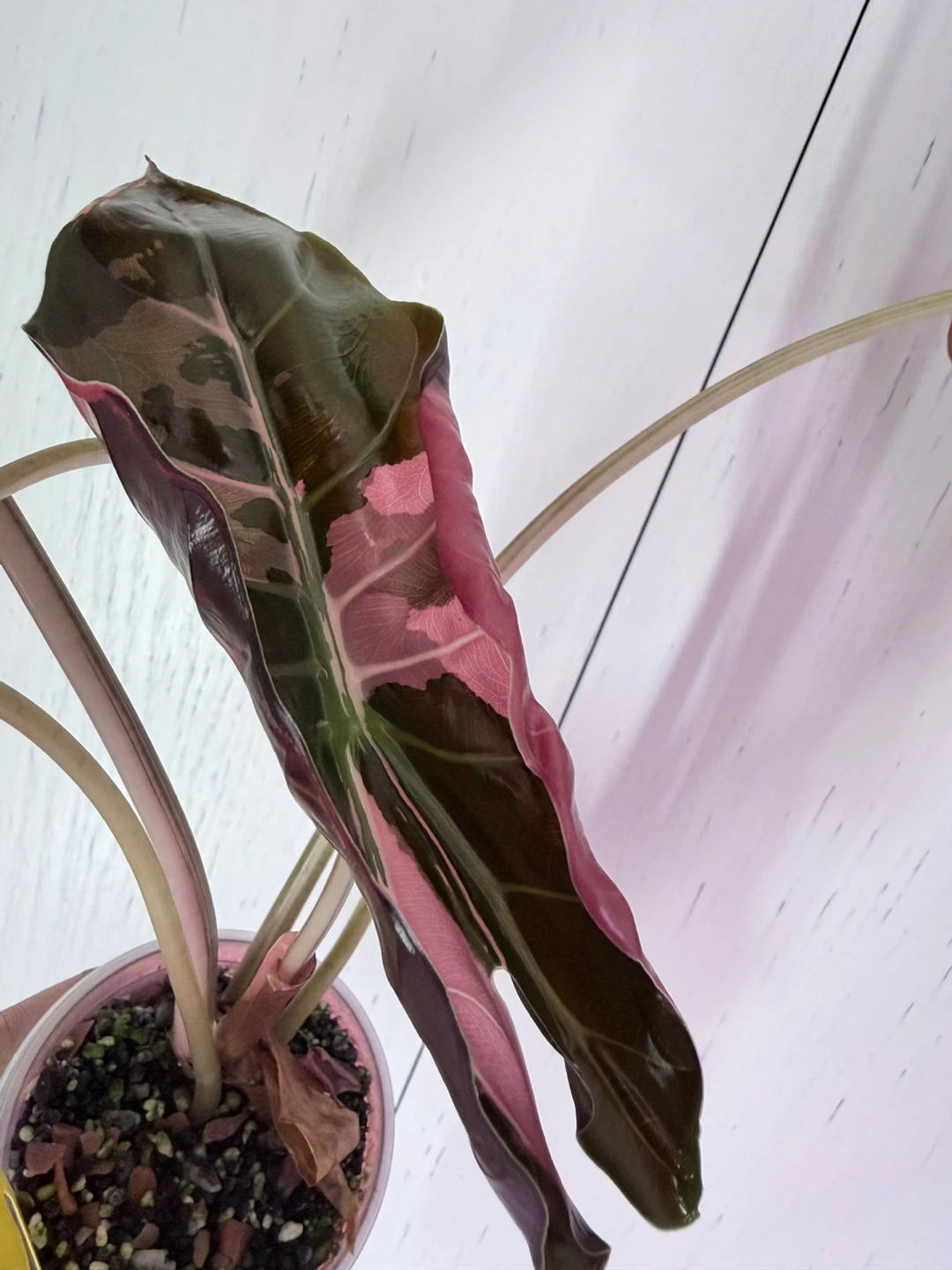 ALOCASIA CHANTRIERI CORM - photo 4