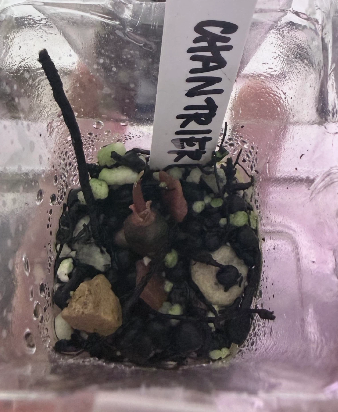 ALOCASIA CHANTRIERI CORM