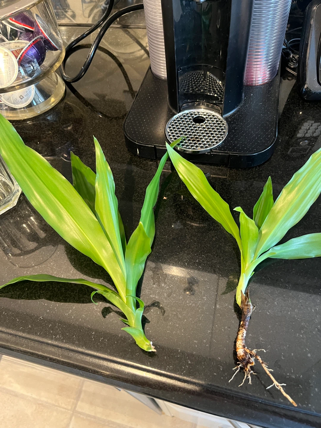 Cornstalk Dracaena cuttings (pending)