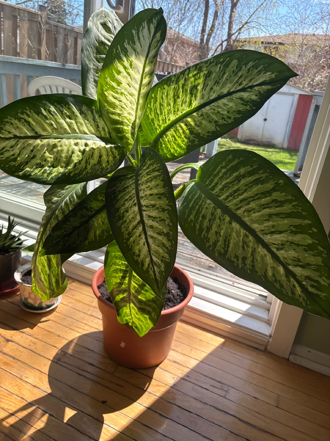 Large live plant with pot