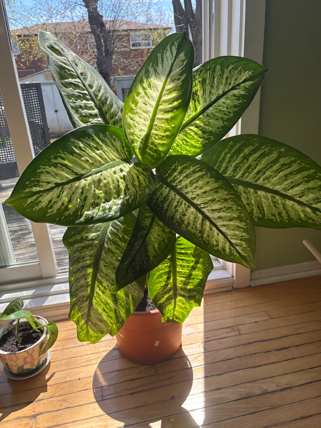 Large live plant with pot - photo 2