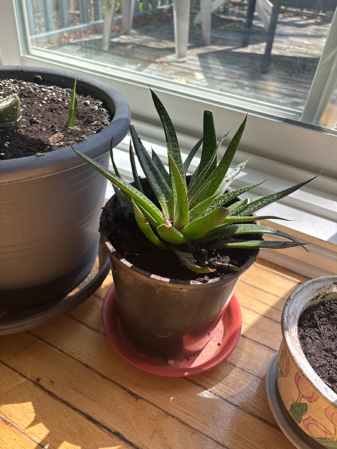 Succulent Plant in Pot