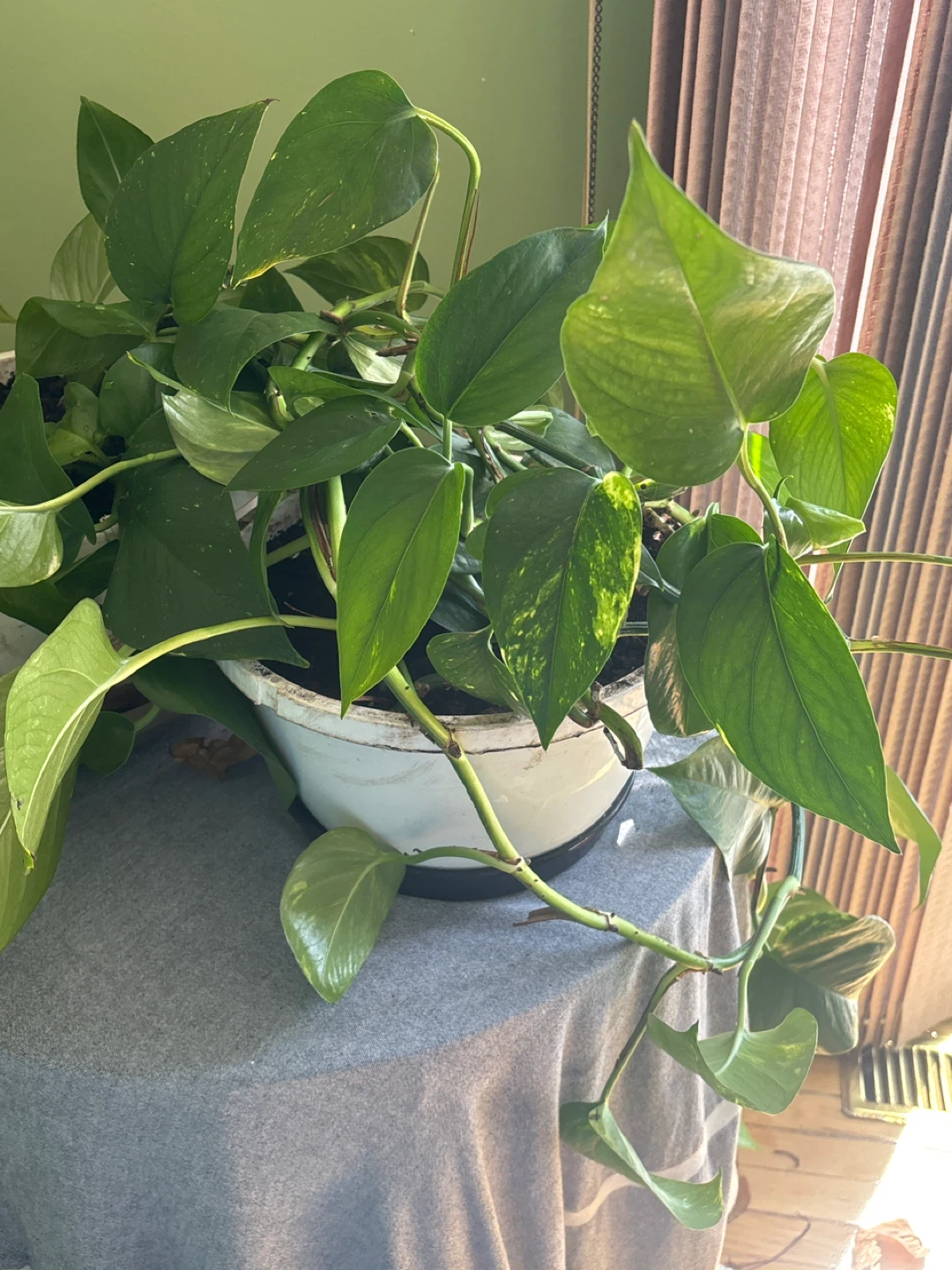 Pothos Plant in White Pot