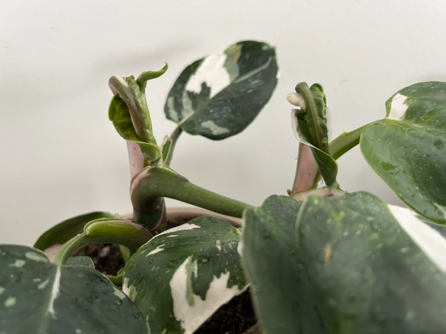 Variegated Pink Princess Philodendron Plant