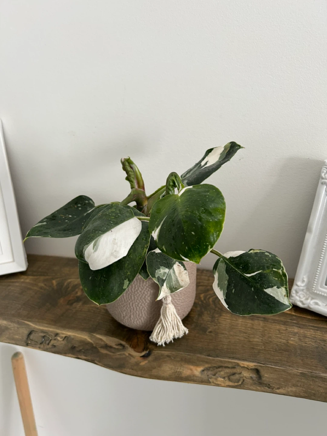 Variegated Pink Princess Philodendron Plant - photo 3