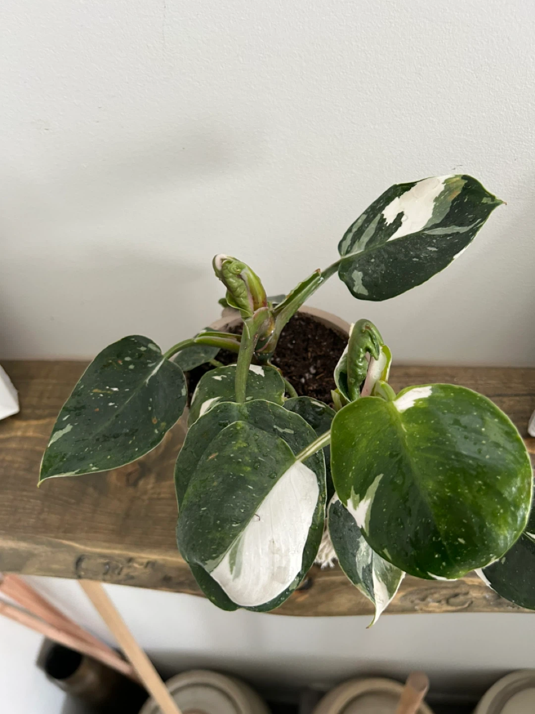 Variegated Pink Princess Philodendron Plant - photo 2