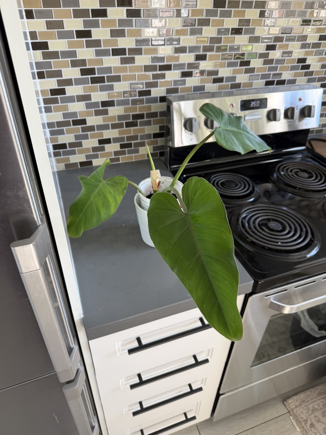 Philodendron Plant 🌱