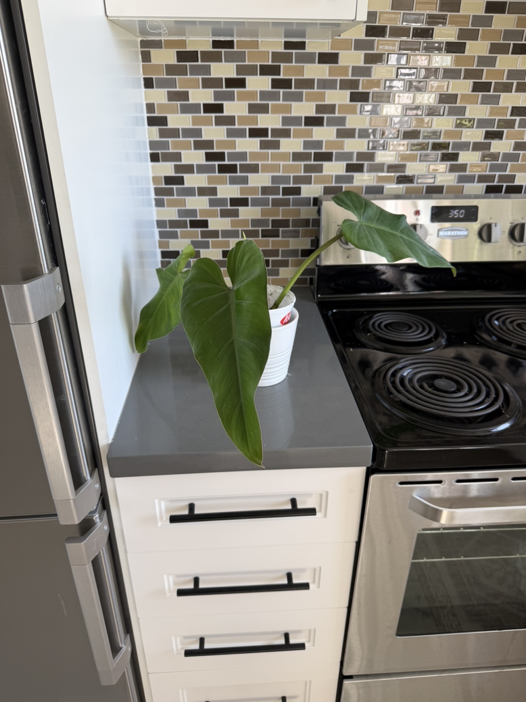 Philodendron Plant 🌱 - photo 3