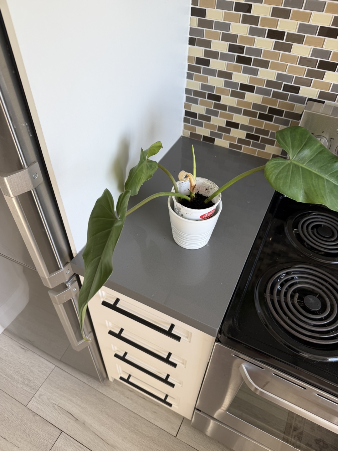 Philodendron Plant 🌱 - photo 2