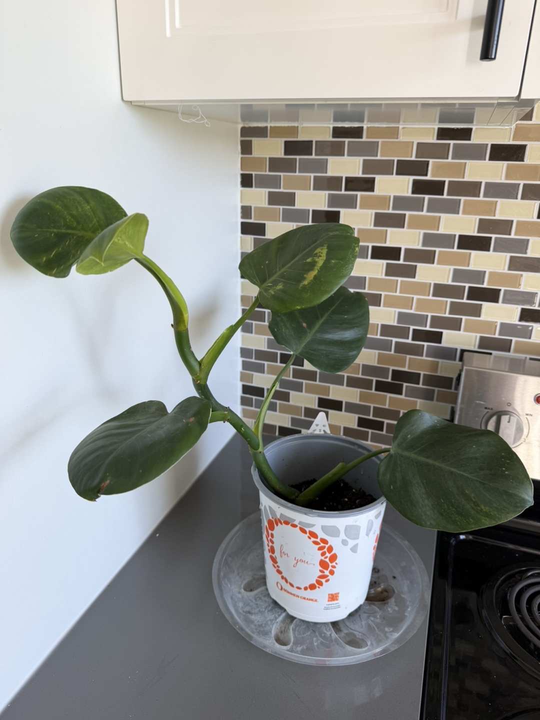 Philodendron  white wizard 🌱
