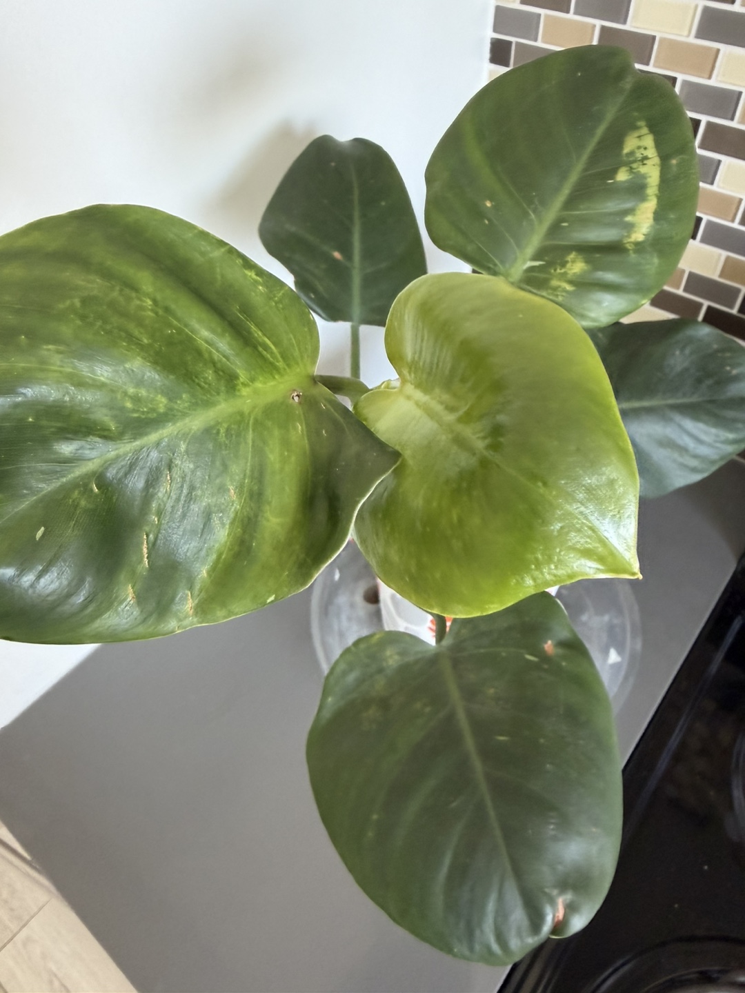 Philodendron  white wizard 🌱 - photo 2