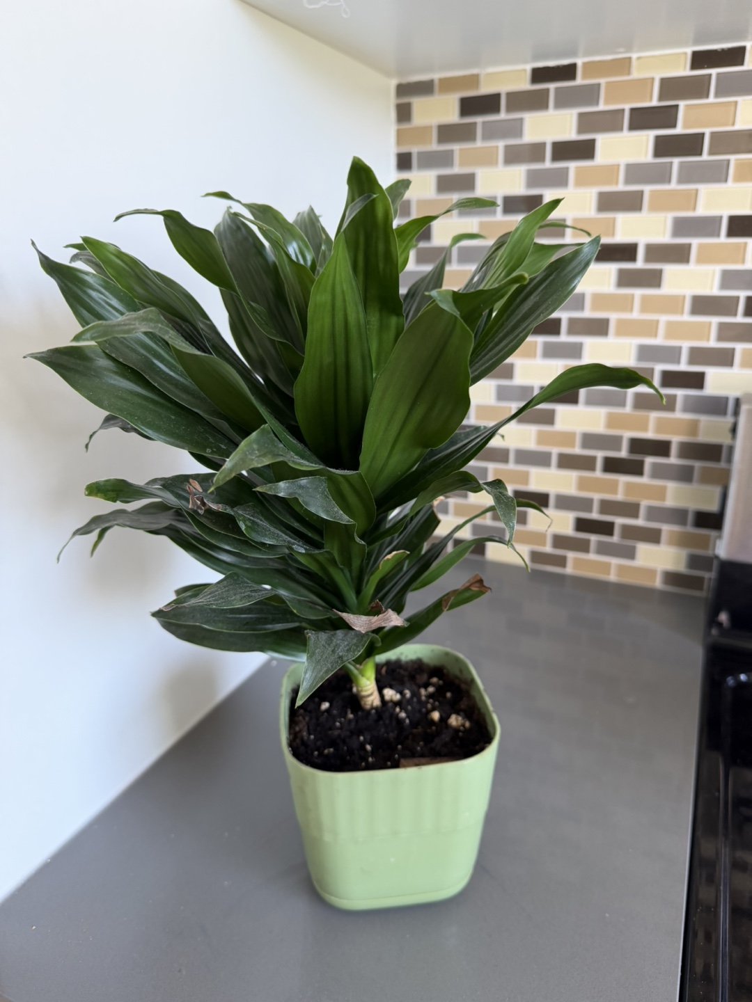 Dracaena Plant in Light Green Pot 🌱