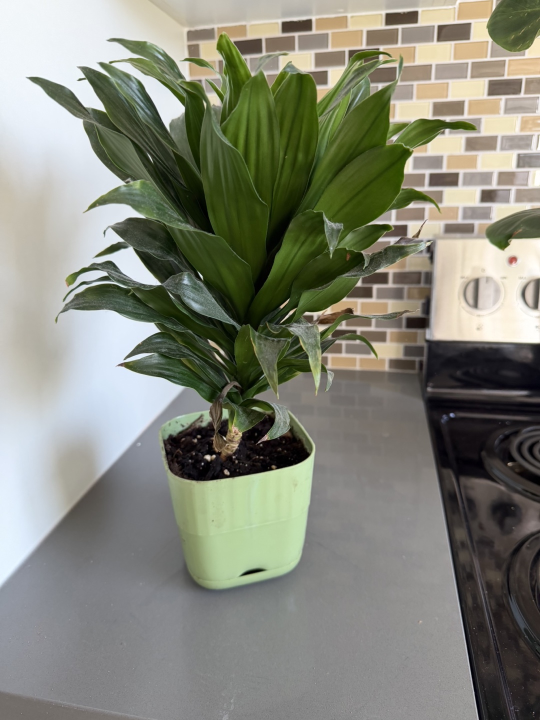 Dracaena Plant in Light Green Pot 🌱 - photo 3
