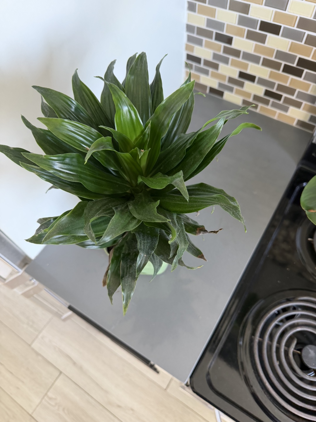 Dracaena Plant in Light Green Pot 🌱 - photo 2