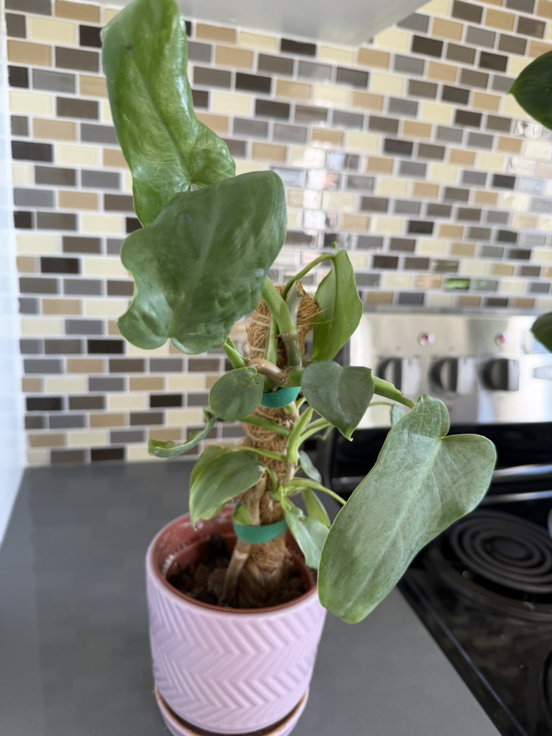 Philodendron Pink Pot Plant 🌱 - photo 2