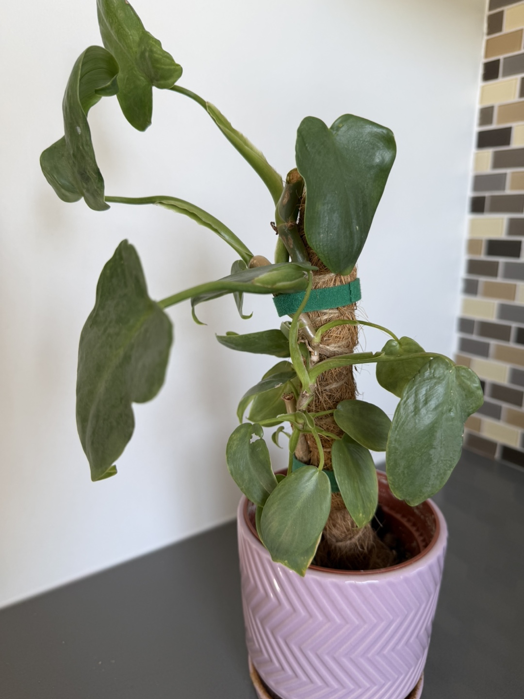 Philodendron Pink Pot Plant 🌱