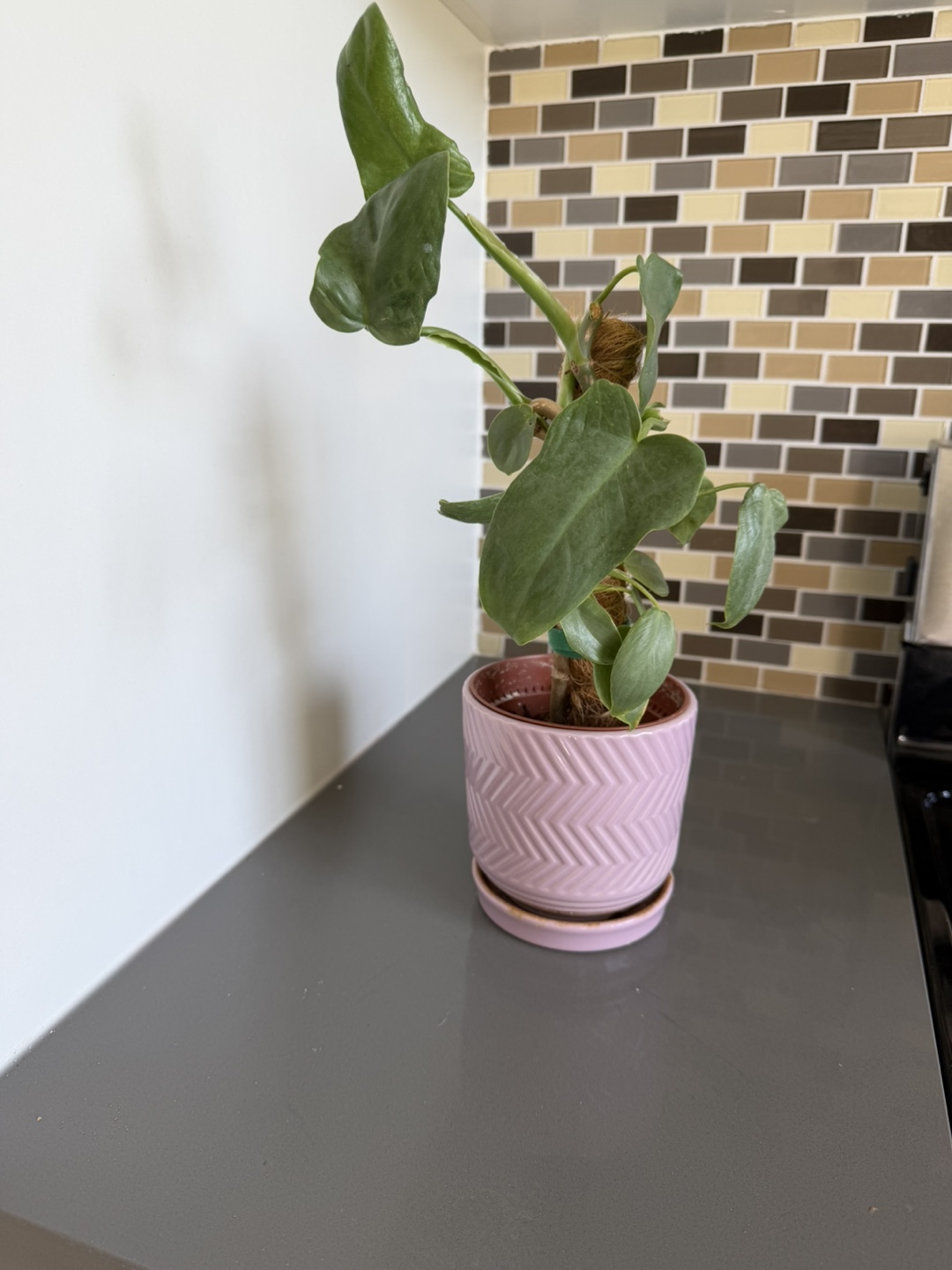 Philodendron Pink Pot Plant 🌱 - photo 3