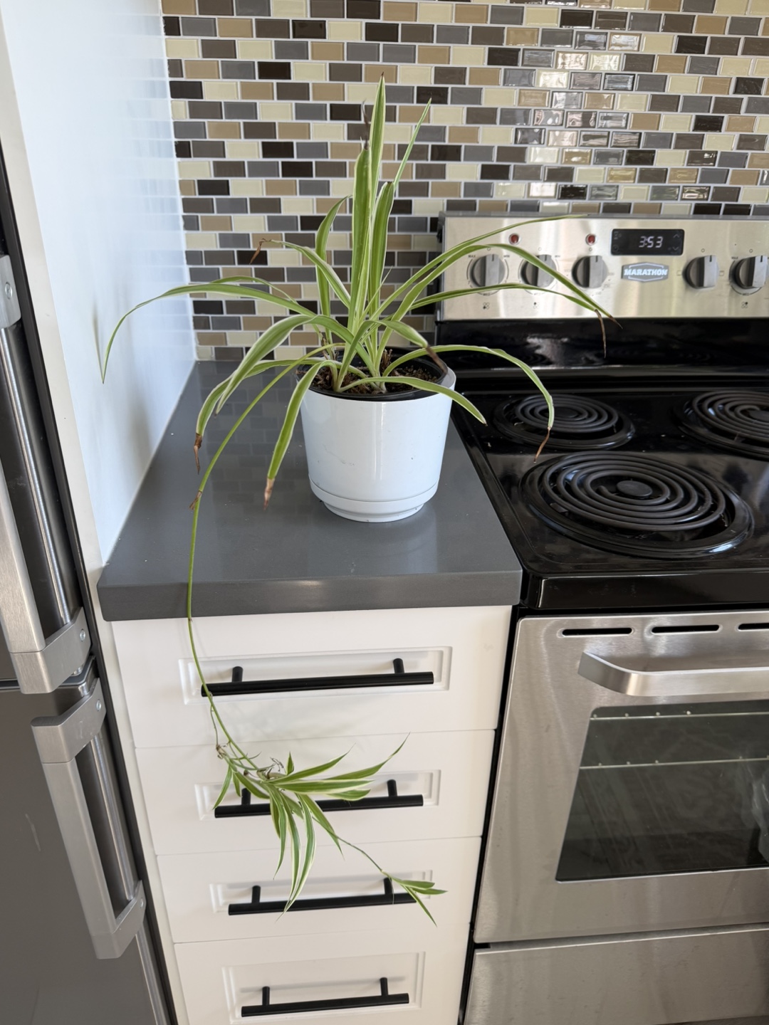 Spider Plant 🌱