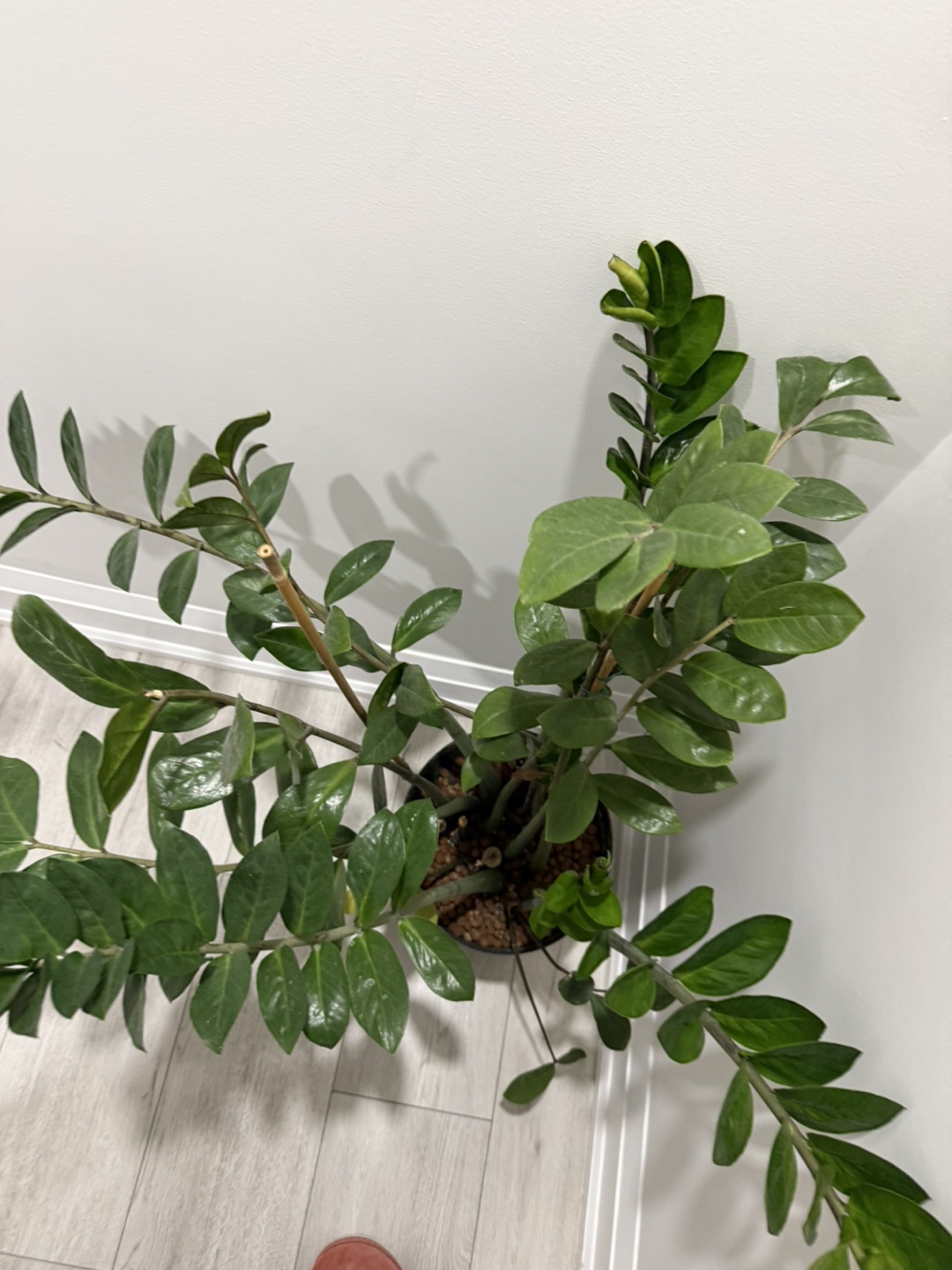ZZ Plant in Pot 🌱