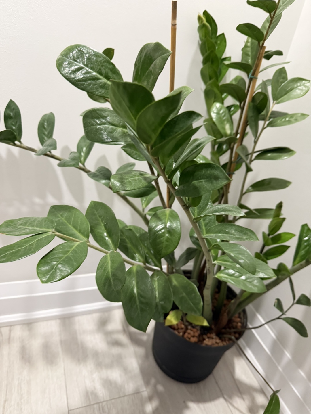 ZZ Plant in Pot 🌱 - photo 2