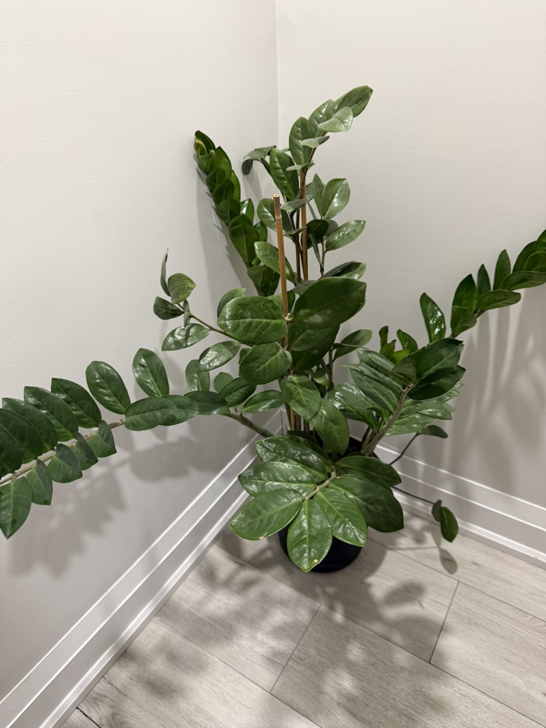 ZZ Plant in Pot 🌱 - photo 3
