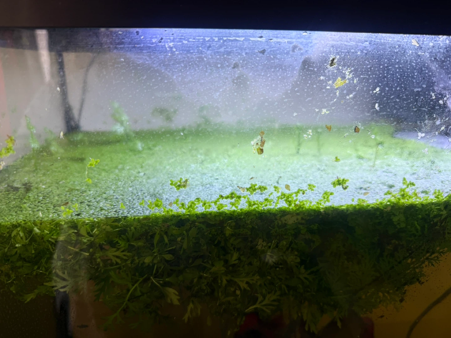Live Aquarium Plants - photo 2