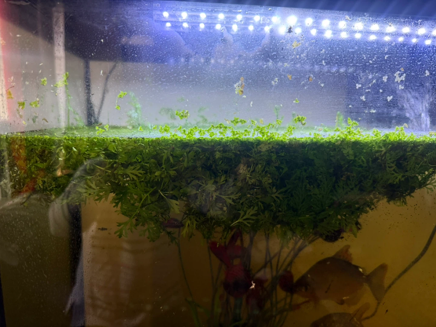 Live Aquarium Plants - photo 3