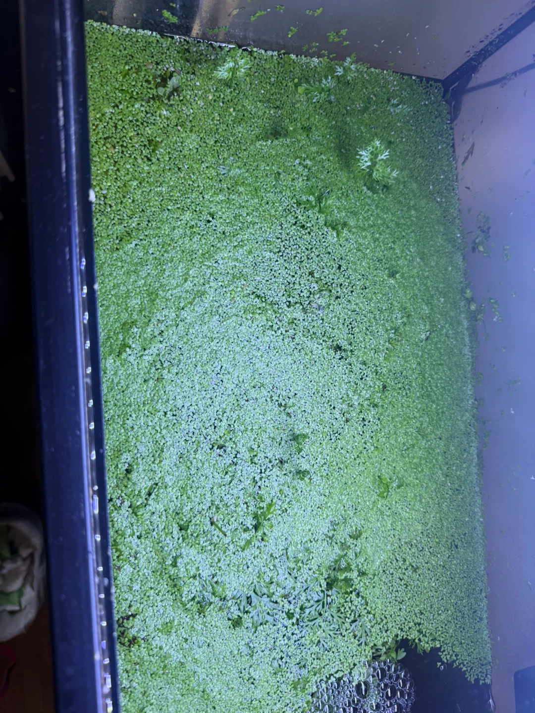Live Aquarium Plants