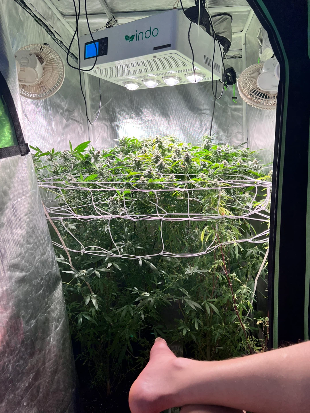 Two Indo Grow Tent with Light and Fans - photo 3