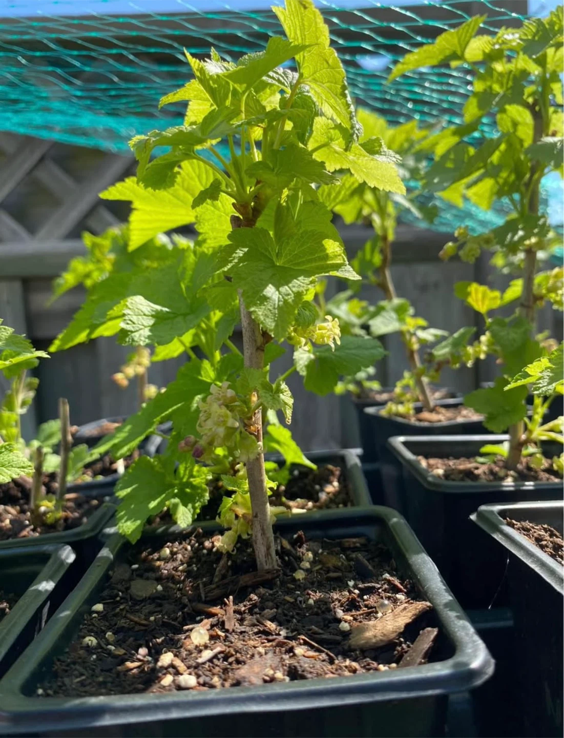 Blackcurrant Plant - photo 3