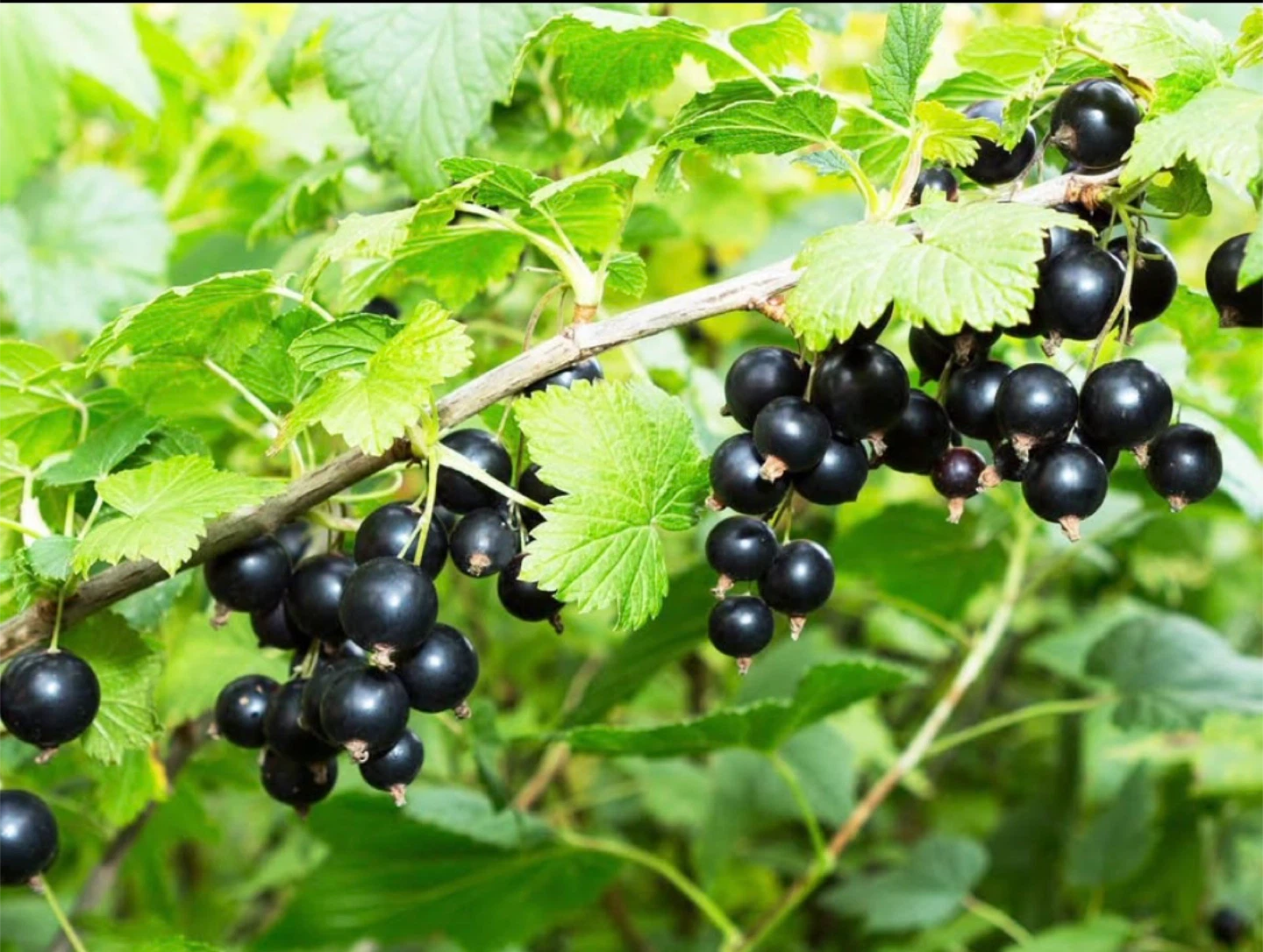 Blackcurrant Plant