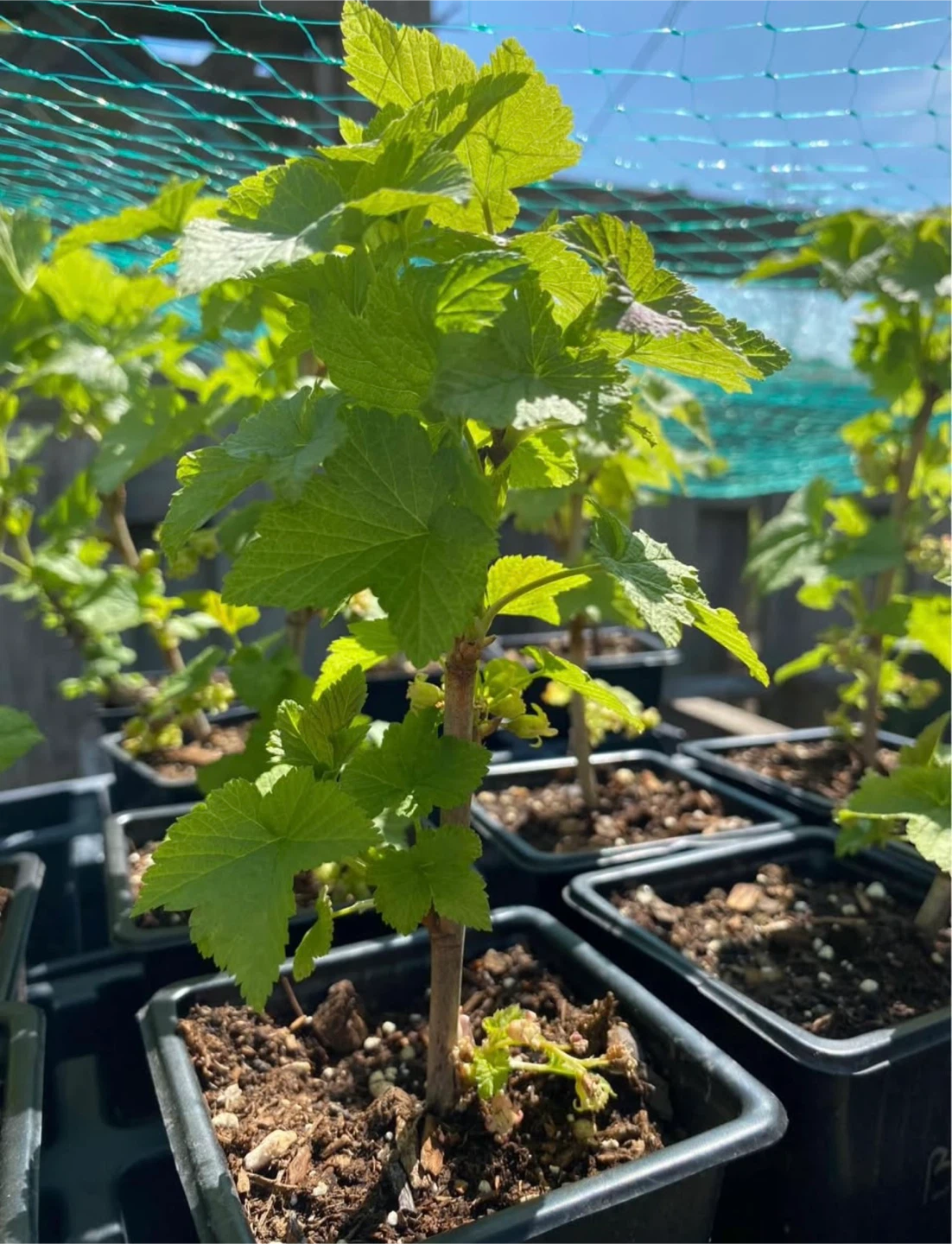 Blackcurrant Plant - photo 2