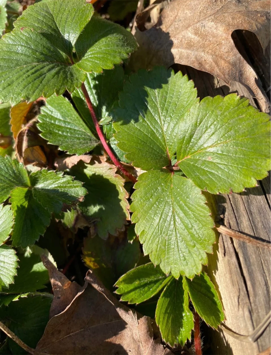 Strong and Healthy Strawberry Plants🍓🪴 - photo 3