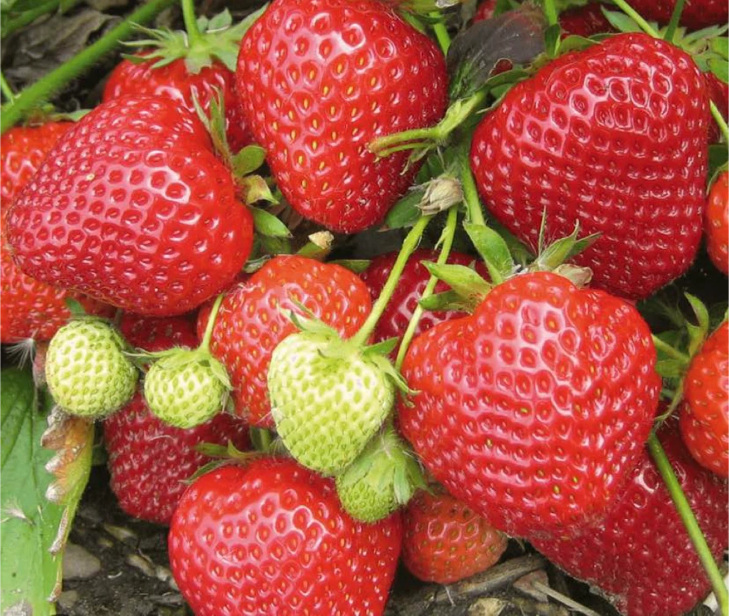 Strong and Healthy Strawberry Plants🍓🪴 - photo 2