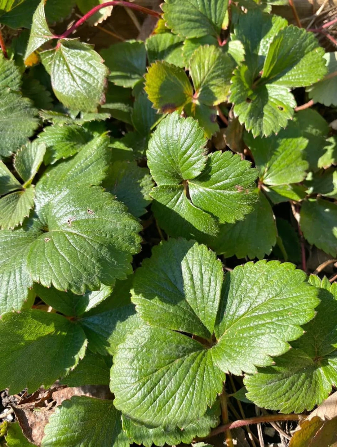 Strong and Healthy Strawberry Plants🍓🪴
