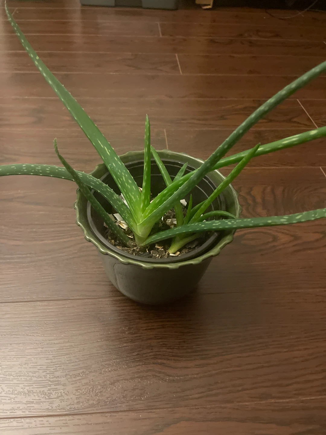 Aloe Vera Plant in Pot