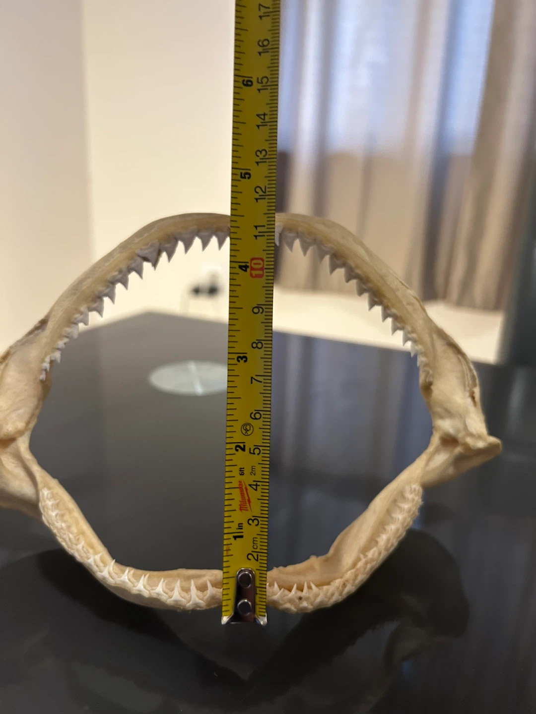 Shark Jaw Skeleton with Teeth - photo 4