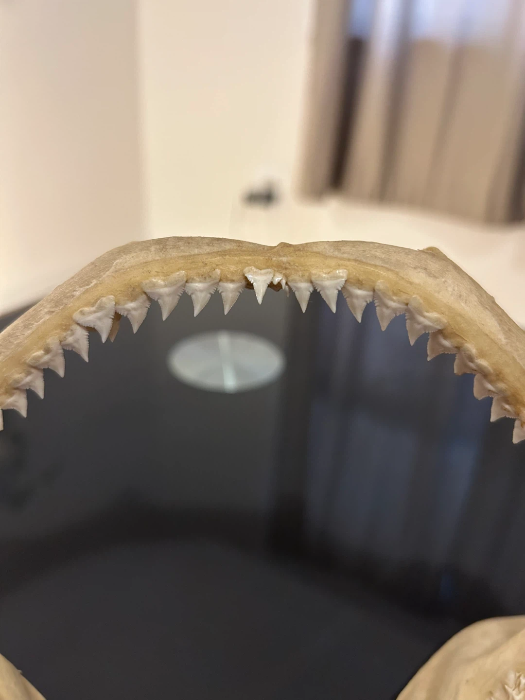 Shark Jaw Skeleton with Teeth - photo 2