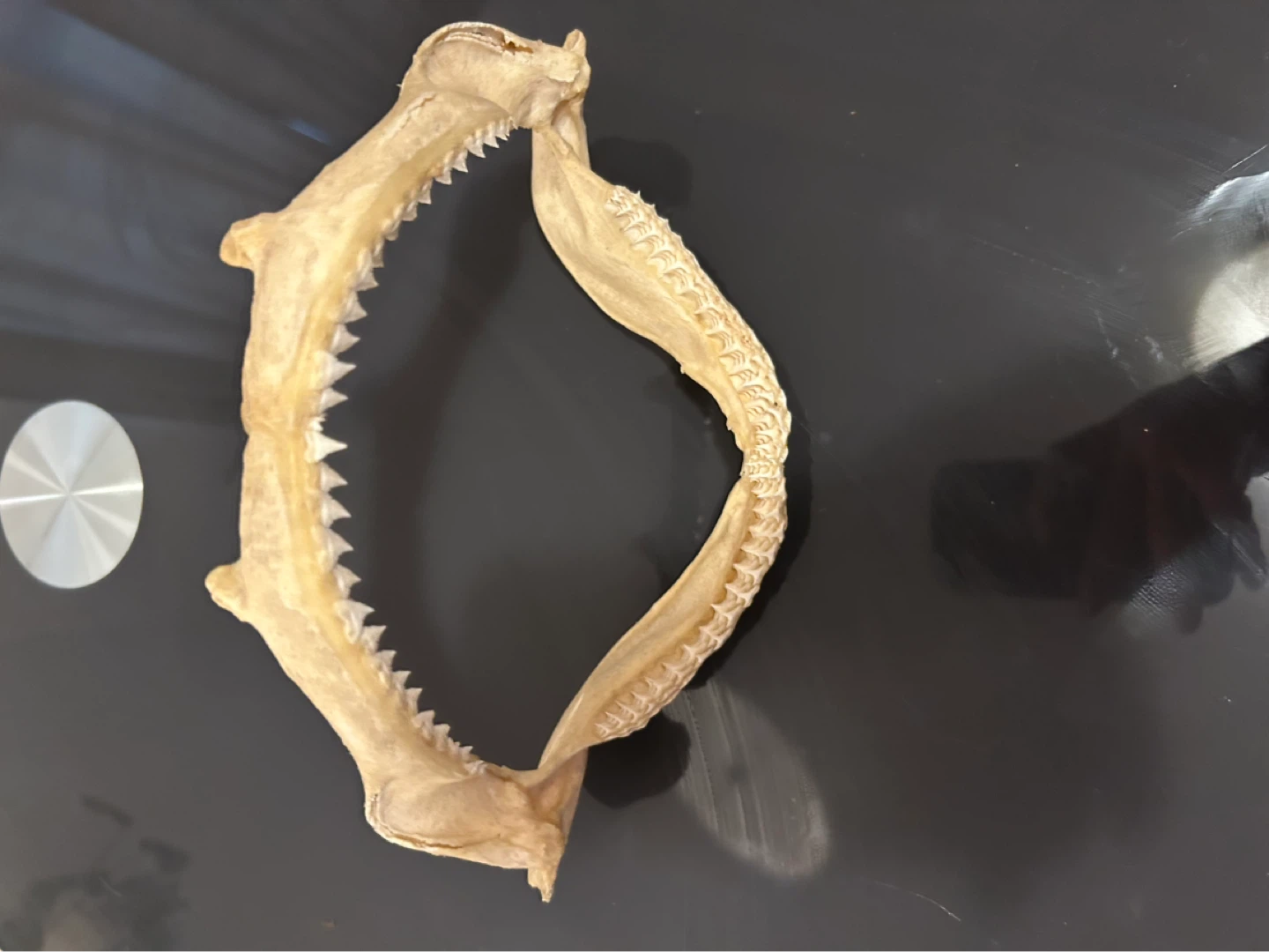 Shark Jaw Skeleton with Teeth