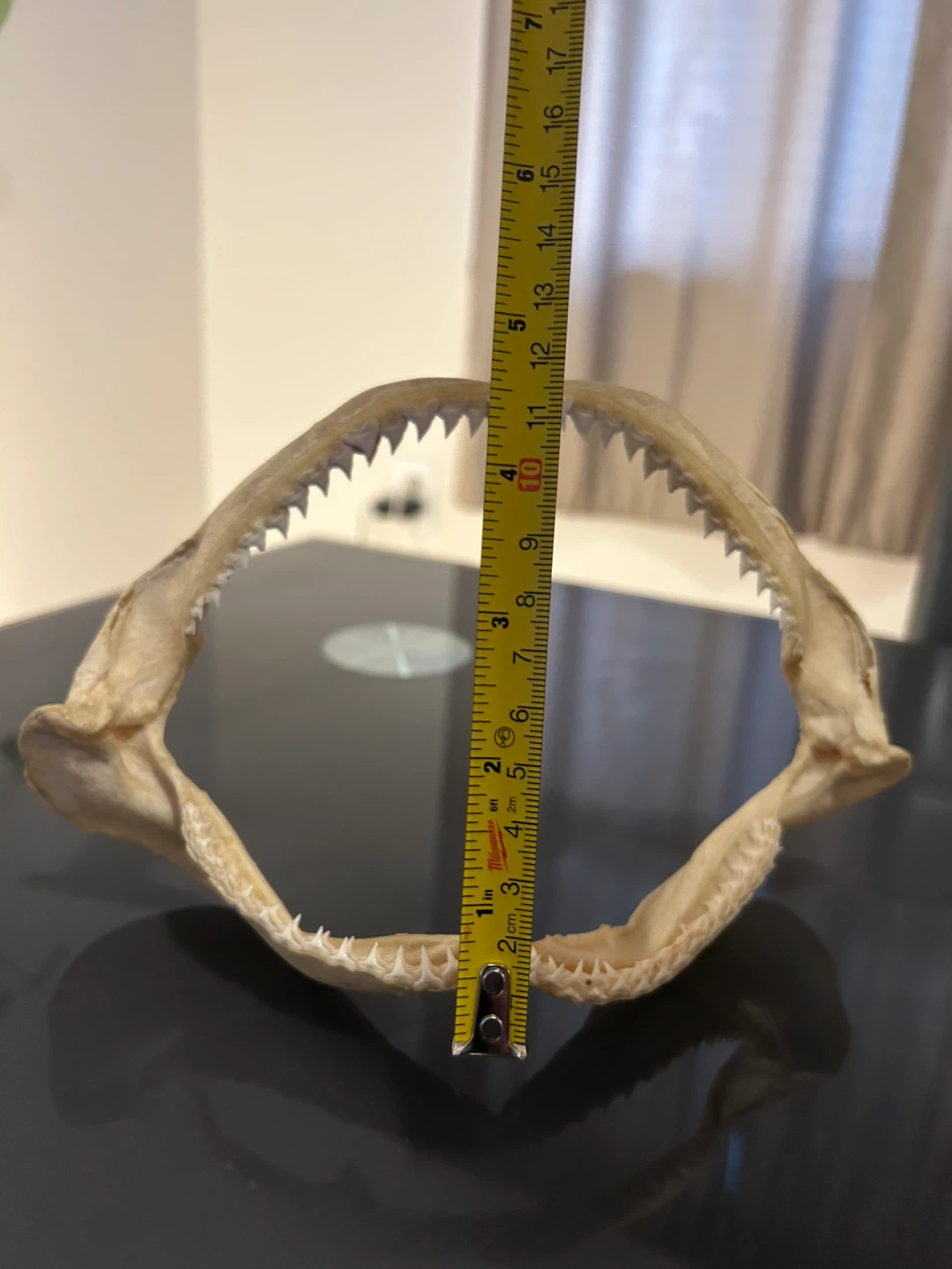 Shark Jaw Skeleton with Teeth - photo 3