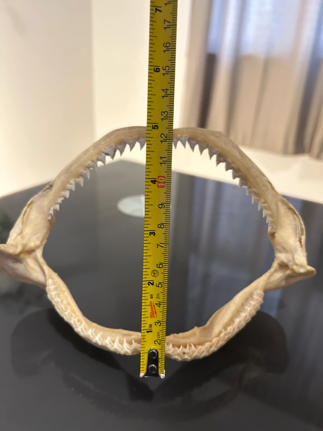 Shark Jaw Skeleton with Teeth - photo 5