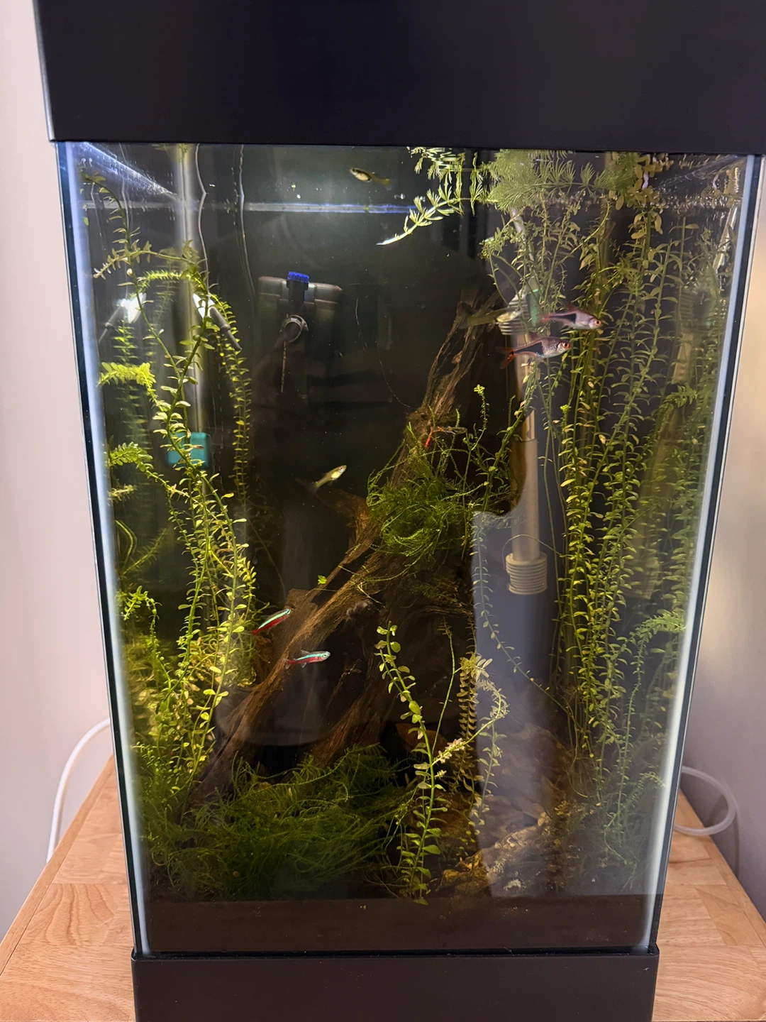 Selling Full Setup - 15 Gal