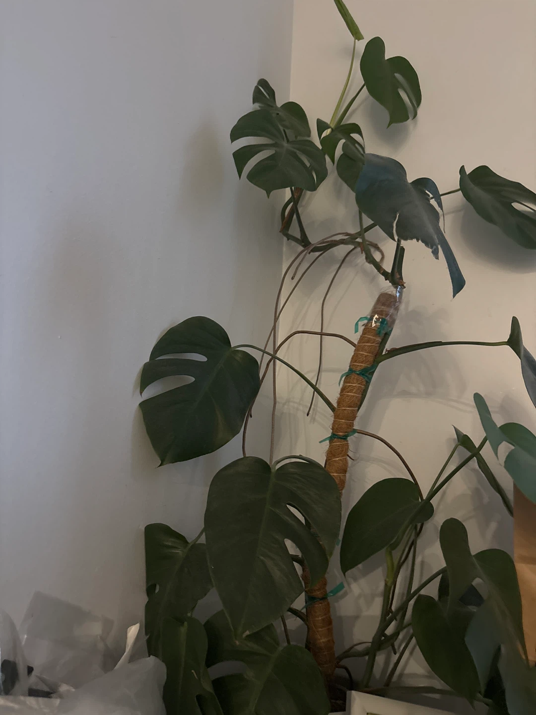 Monstera Deliciosa Plant