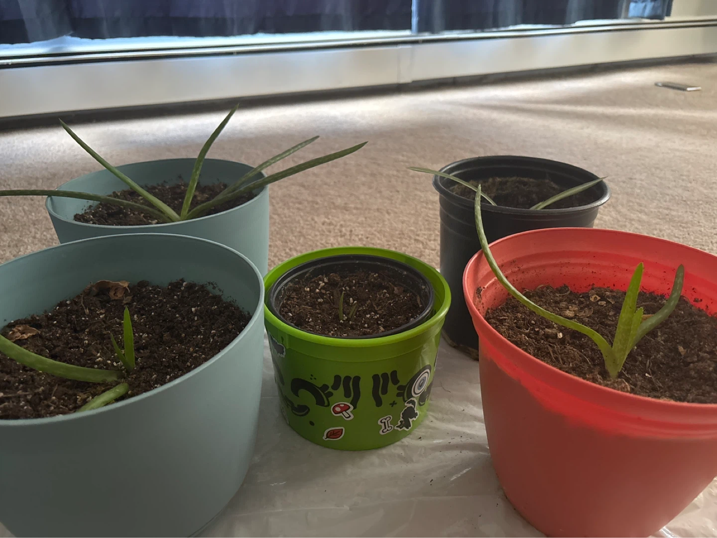 4 Aloe Vera baby Plants and 1 baby spider plant - photo 4