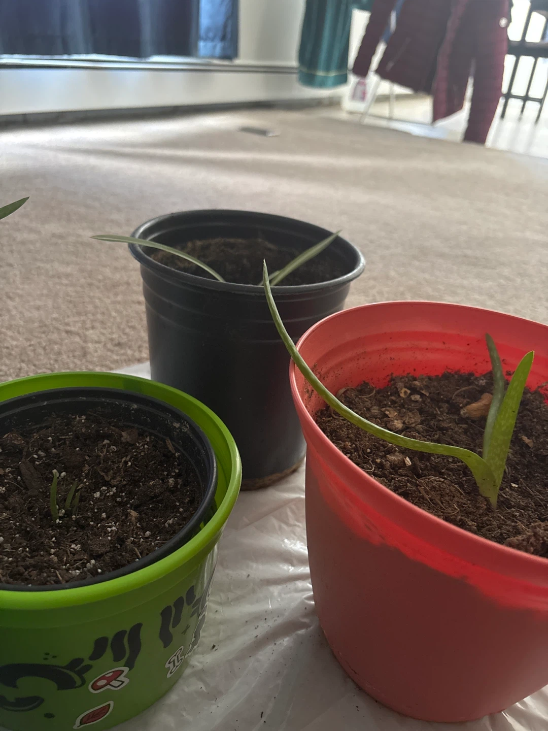 4 Aloe Vera baby Plants and 1 baby spider plant - photo 2