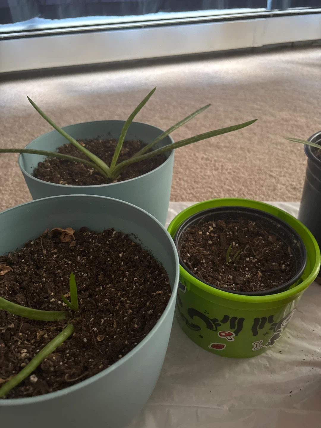 4 Aloe Vera baby Plants and 1 baby spider plant - photo 3