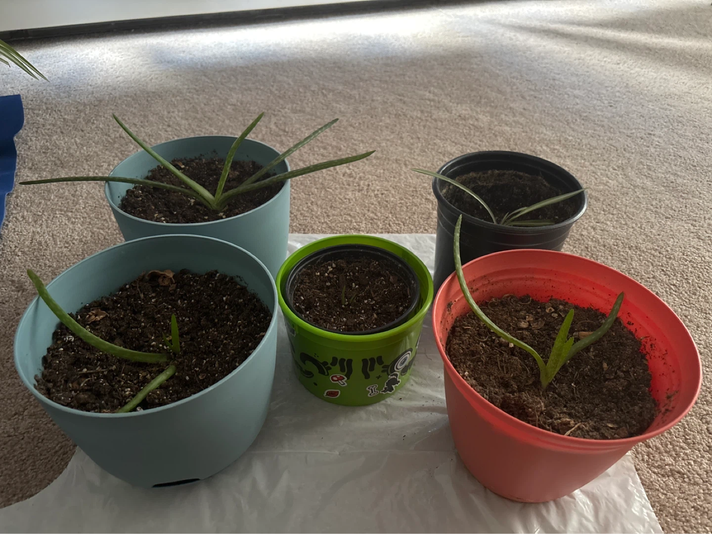 4 Aloe Vera baby Plants and 1 baby spider plant